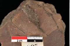 Foto (Detailsansicht) von Quercus palaeoilex Ettingshausen (NHMW-GEO-2024-0188-0807)